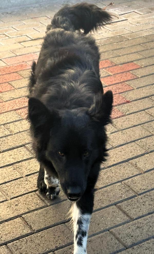 NICHOLAS BORDER COLLIE Foto 5